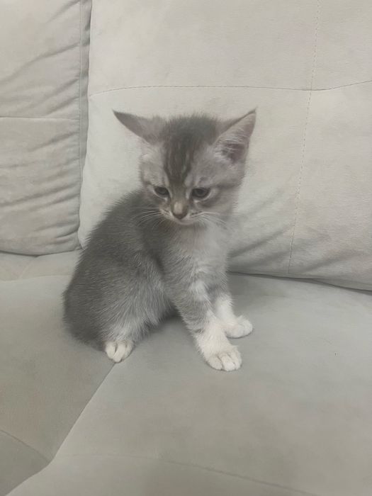 Продам котят курильского бобтейла