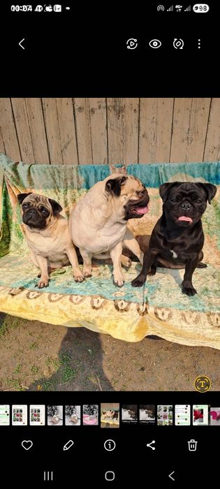 Мопсы красавчики.