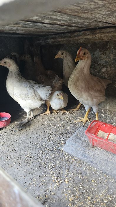 De vanzare pui de gaina