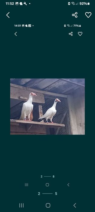 Vând Porumbei de diferite rase