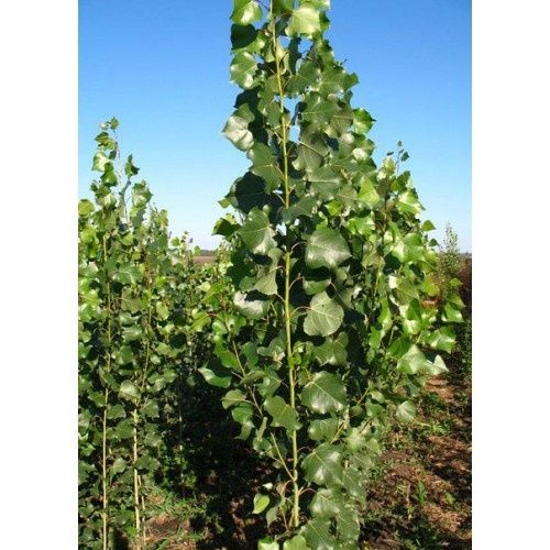 Тополь пирамидальный