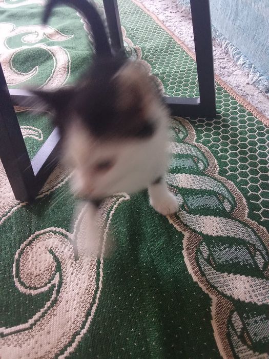 Обычный котёнок мальчик 2 месяц