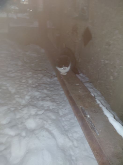 Кошечка ищет дом. Юго Восток.