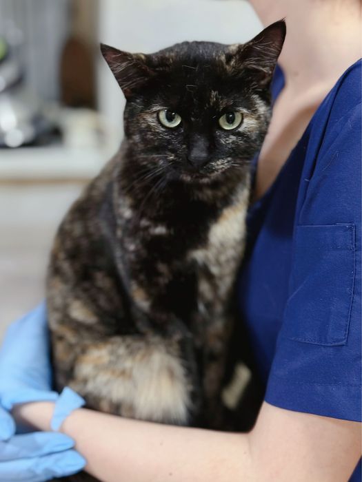Стерилизованная кошечка ищет дом