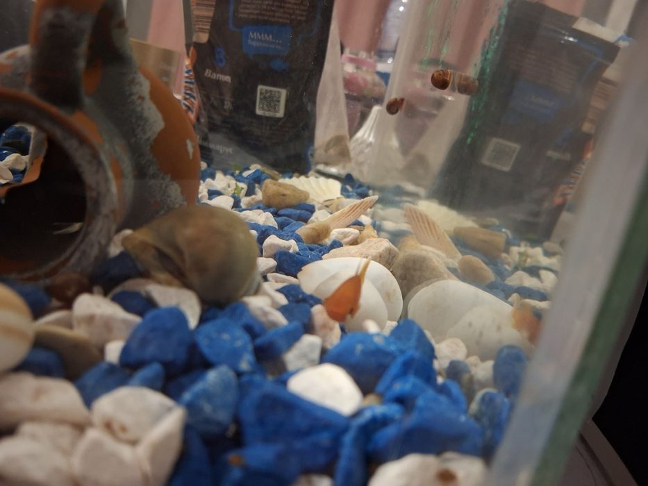 Аквариум с рыбками