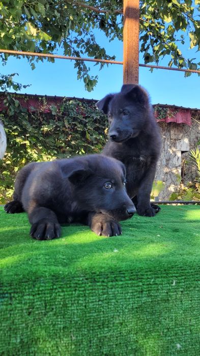 Ciobanesc  german linie lucru.