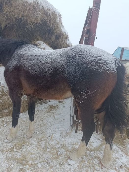 Продам двух лошадей