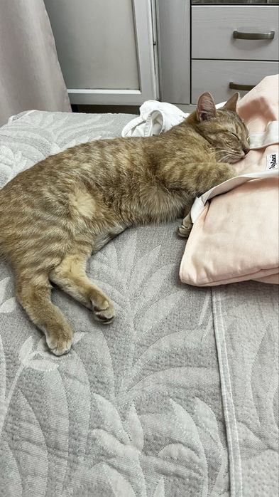 Отдаём в добрые руки кошечку Мию