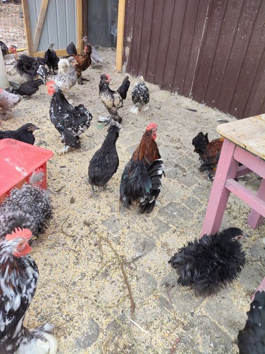 Cocosei pitici cochinchina si moțați strumki