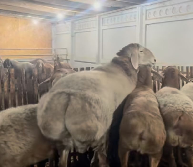 Кошкар Арашан на племя