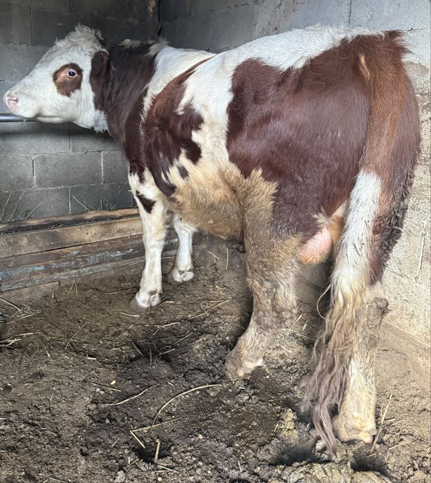 Семіз бұқалар сатылады.Продам жирных быков