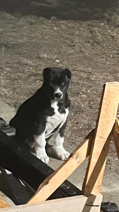 Ургашы кушик сатылады 3 ай