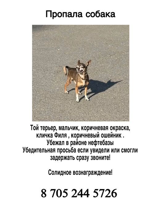 Пропала собака тойтерьер