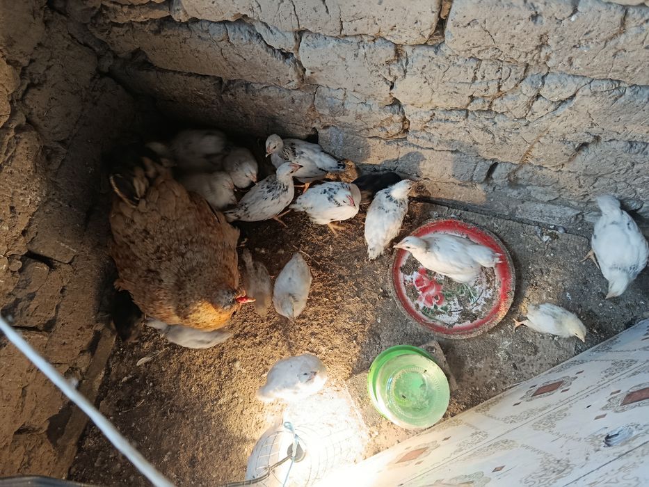 Квочка с Цыплята-ми ВЫВОД:10 МАЯ    15-20 цыплят