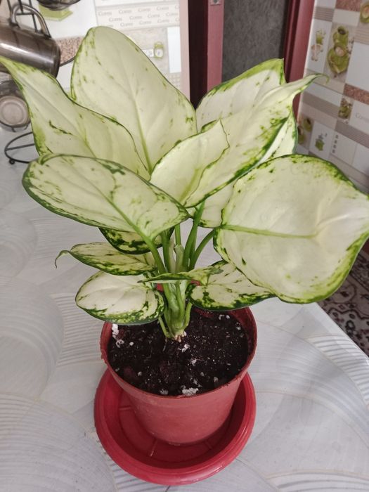 Аглаонема продам