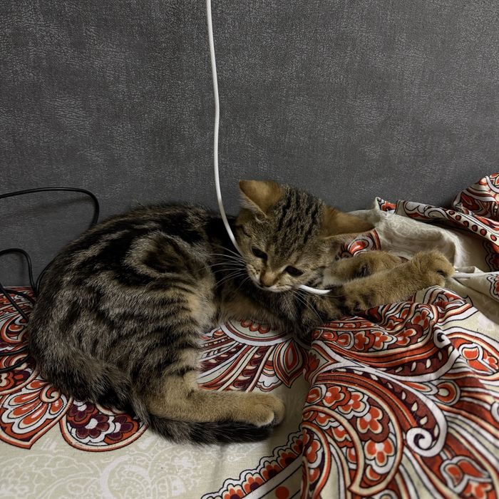 Котенок ищет любящую семью