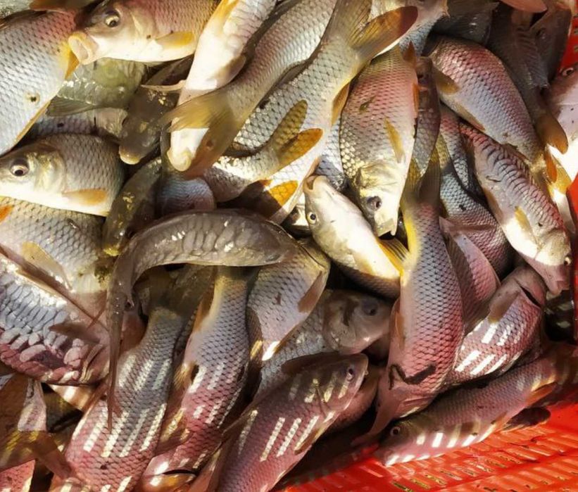 Boqish uchun baliqlar bor /Sazan/Belamur/Tolstolob