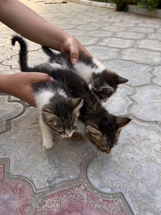 Котята ищут новый дом!