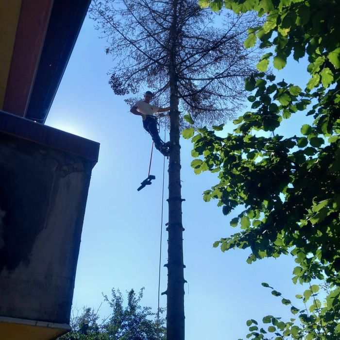 Рязане на опасни дървета арбористи алпинисти кастрене премахване