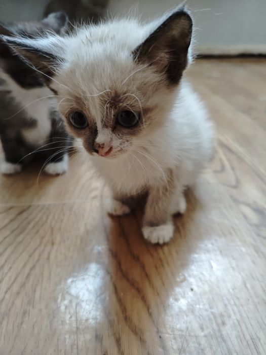 Отдам в добрые руки  котят
