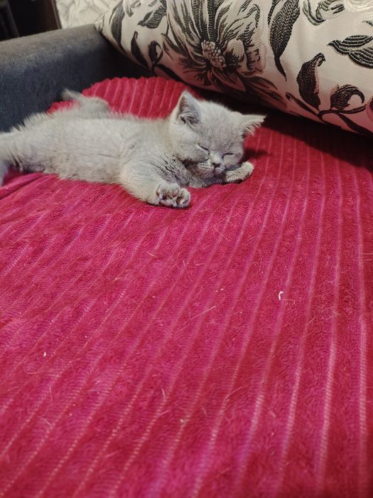 Британская красавица