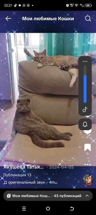 Шотландский вислоухий кот