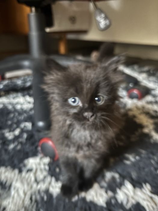 Котенок в добрые руки