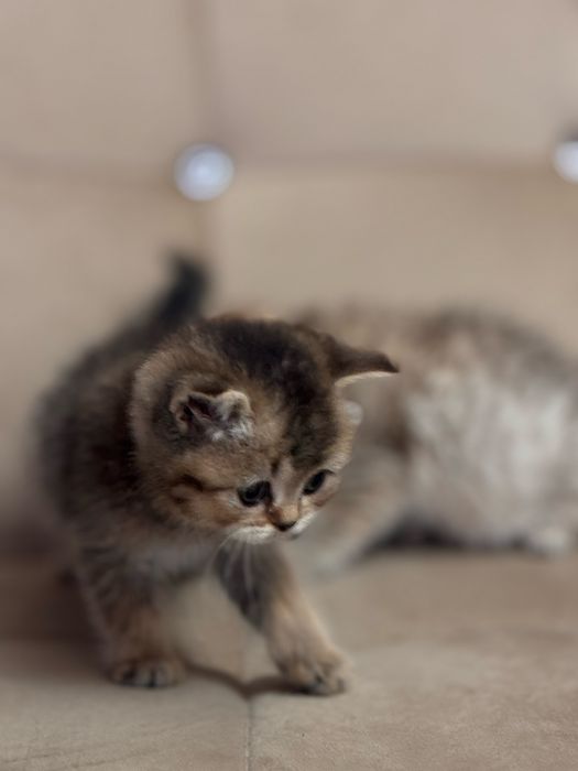 Золотая шиншила продается срочно N11