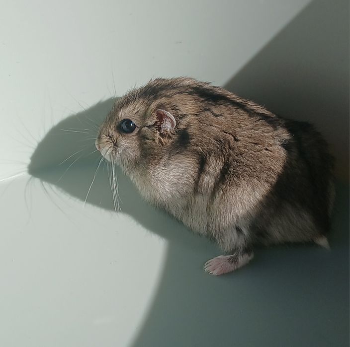 Отдам хомяка срочно