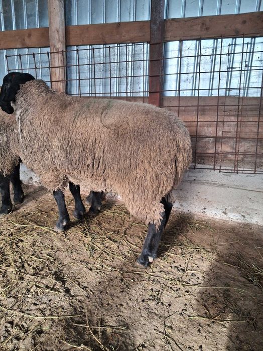 Vand berbecut Suffolk