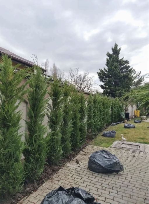 Leylandy de vânzare – ideal pentru gard viu.