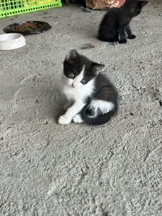 Отдам в добрые руки