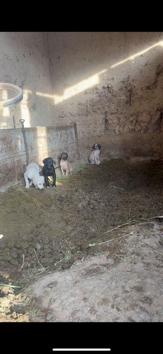 Тазы күшік тер бар