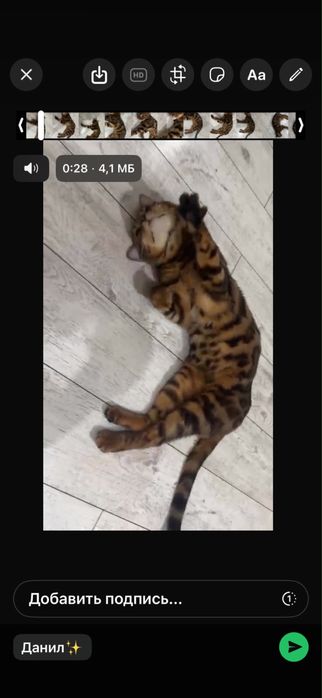 Отдам бенгальского кота