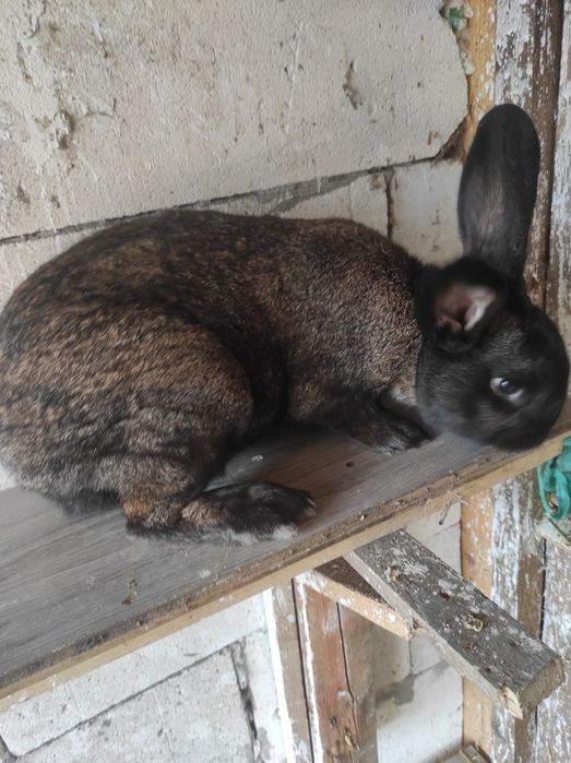 Iepuri pereche de vânzare