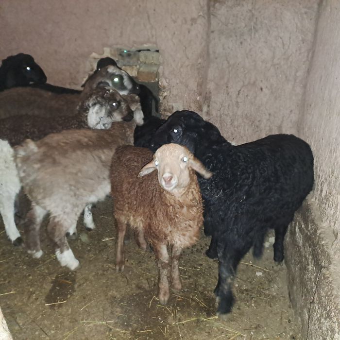 Семиз козылар 2 ерке 7 ургашы