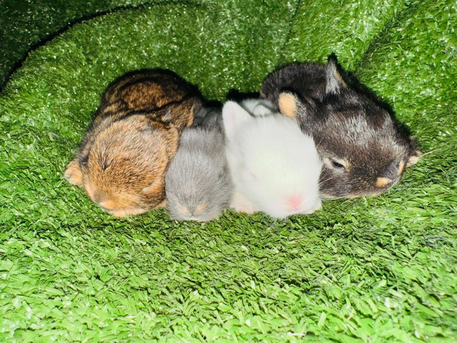 Мини, декор кролики продам