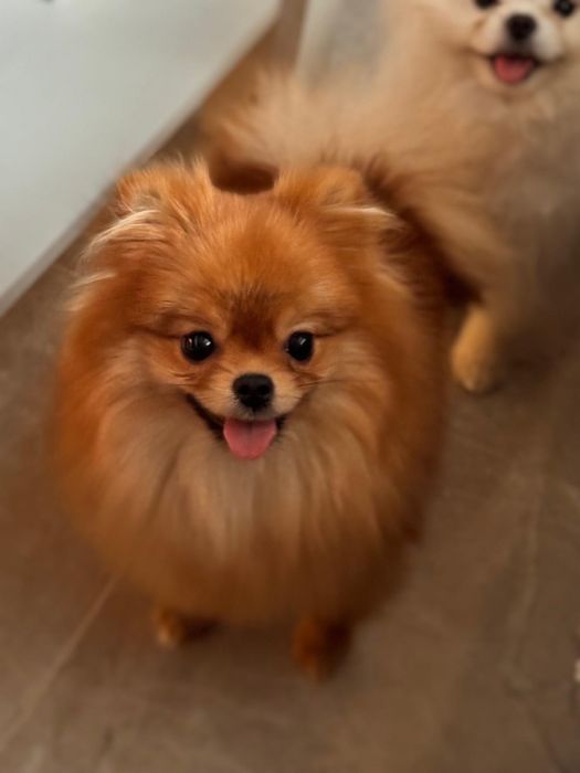 Pomeranian Oranj de vanzare - rasa pura, pedigree inclus