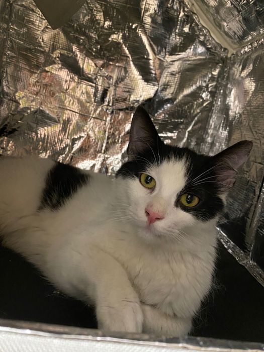 Котенце момче 6 мес