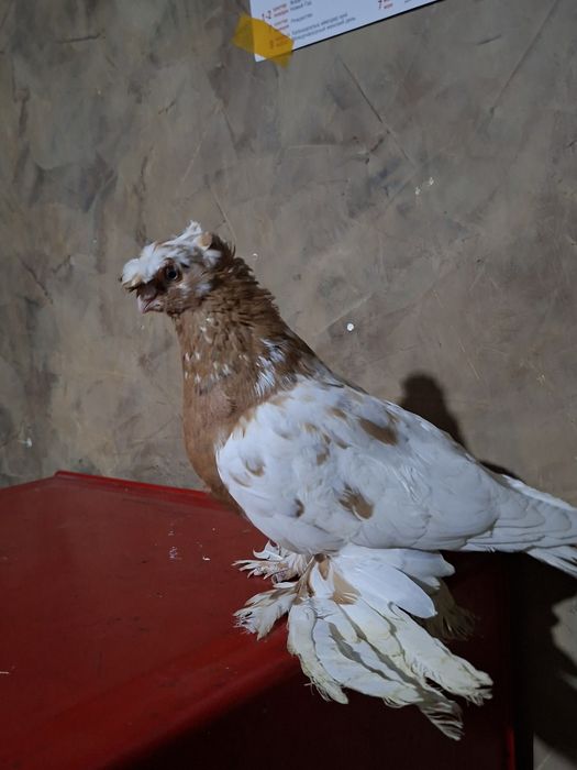 Голуби голуби голуби