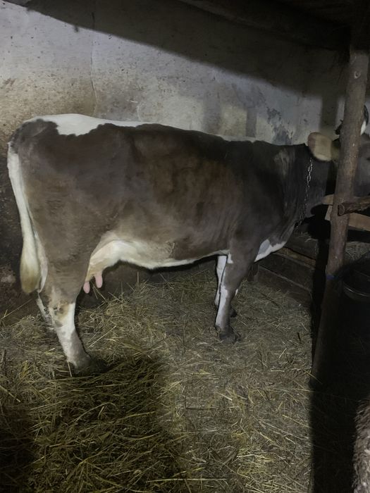 Vând vacă bună de lapte vacă de munte blândă