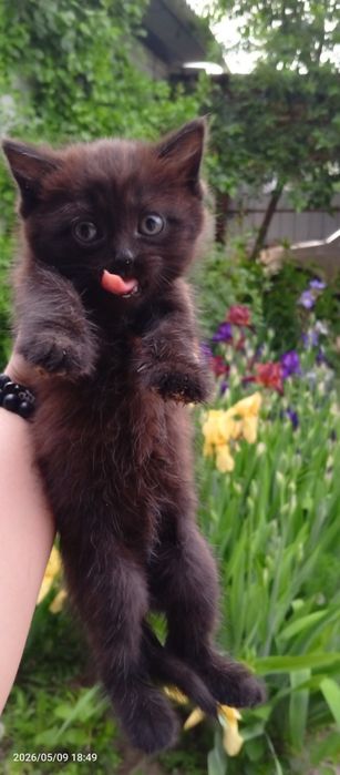 Отдаются котята бесплатно