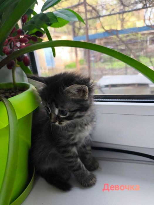 Отдам котят в добрые руки