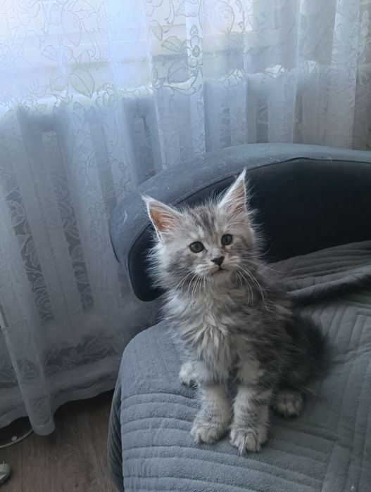 Продам котят Мейн кунов