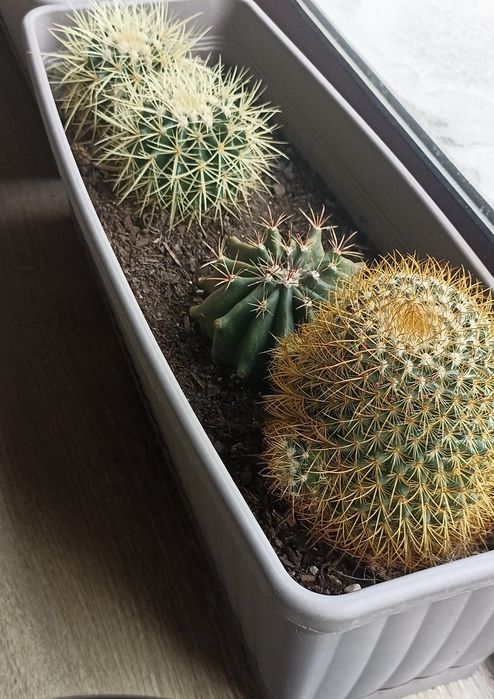 Екзотичен микс от цветя