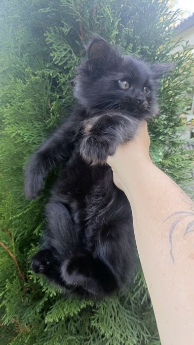 Котятки черные в любящие семьи