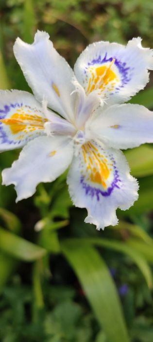 Ирис японский кучати, саженцы. Iris kuchati