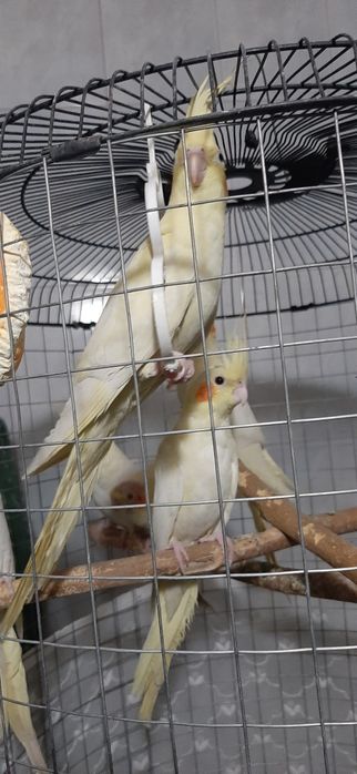 Карелла кушлари  сотилади кузи кизил