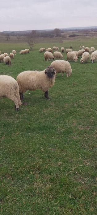 Berbeci de vânzare !