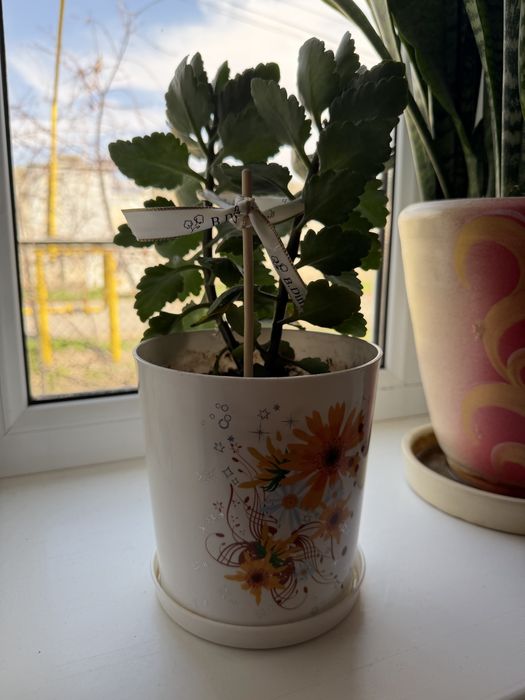 Комнатный цветок Каланхоэ